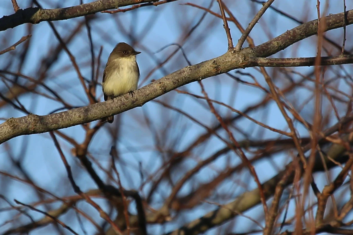 Eastern Phoebe / 29 Oct / Back Bay NWR