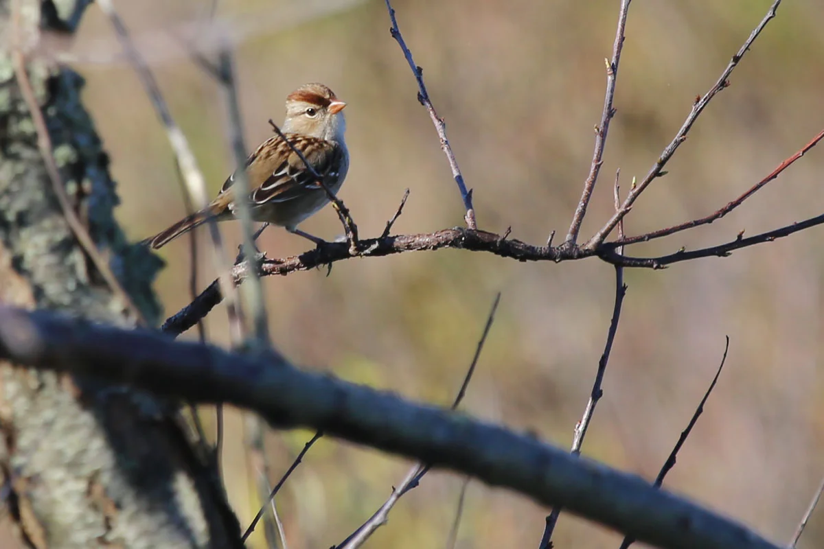White-crowned Sparrow / 29 Oct / Back Bay NWR