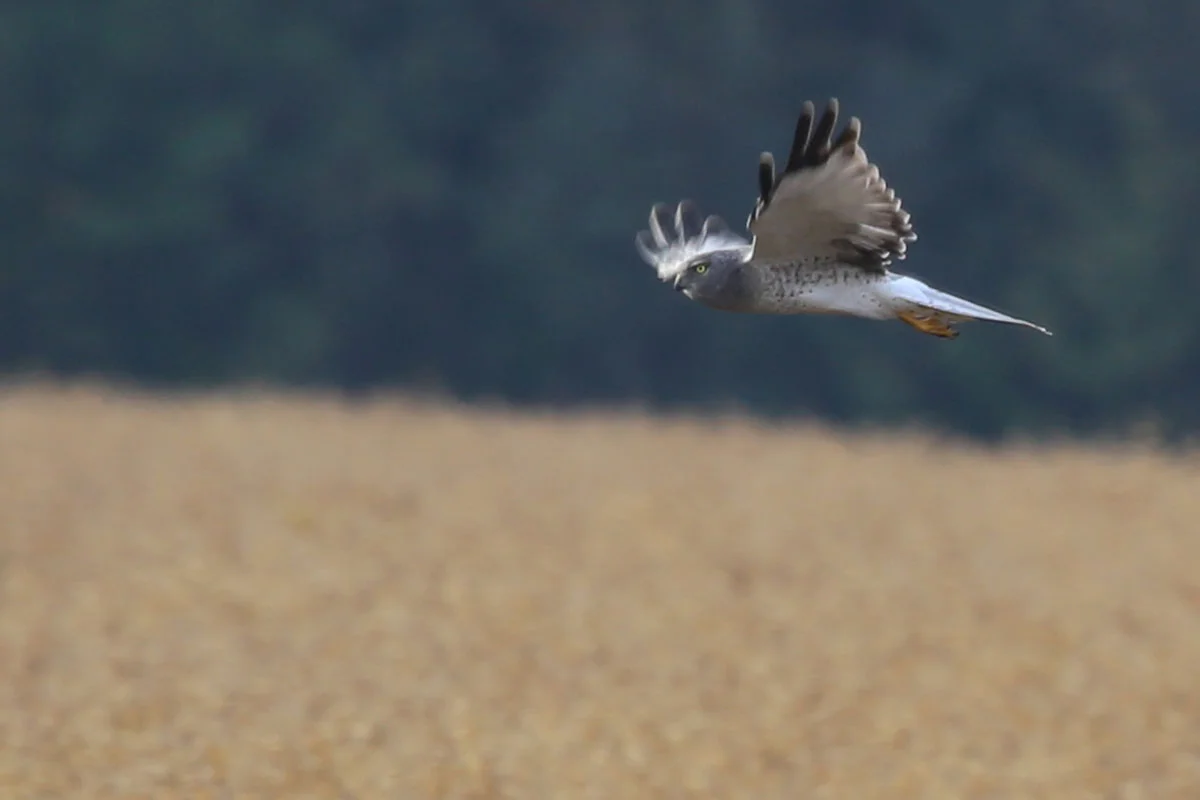 Northern Harrier / 30 Oct / Morris Neck Rd.