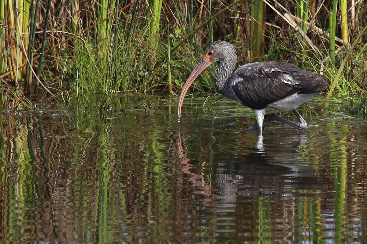 White Ibis / 30 Oct / Princess Anne WMAWT