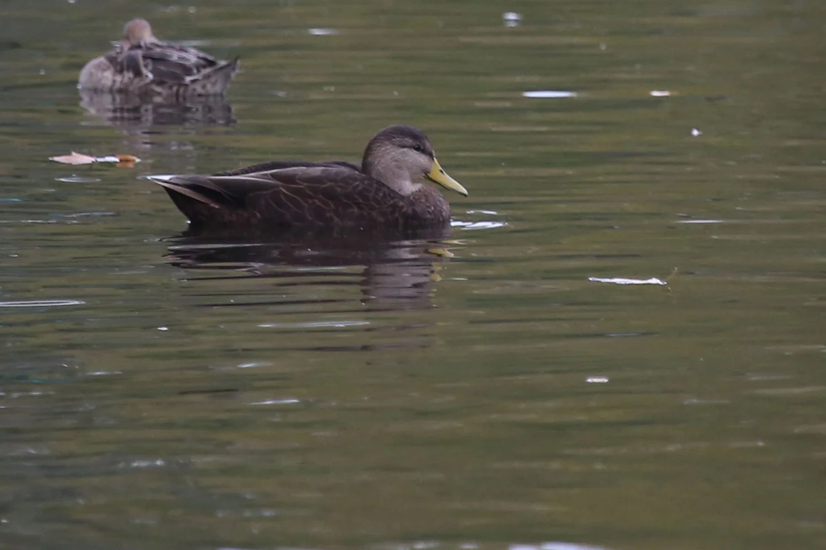 American Black Duck & Northern Pintail / 30 Oct / Kings Grant Lakes