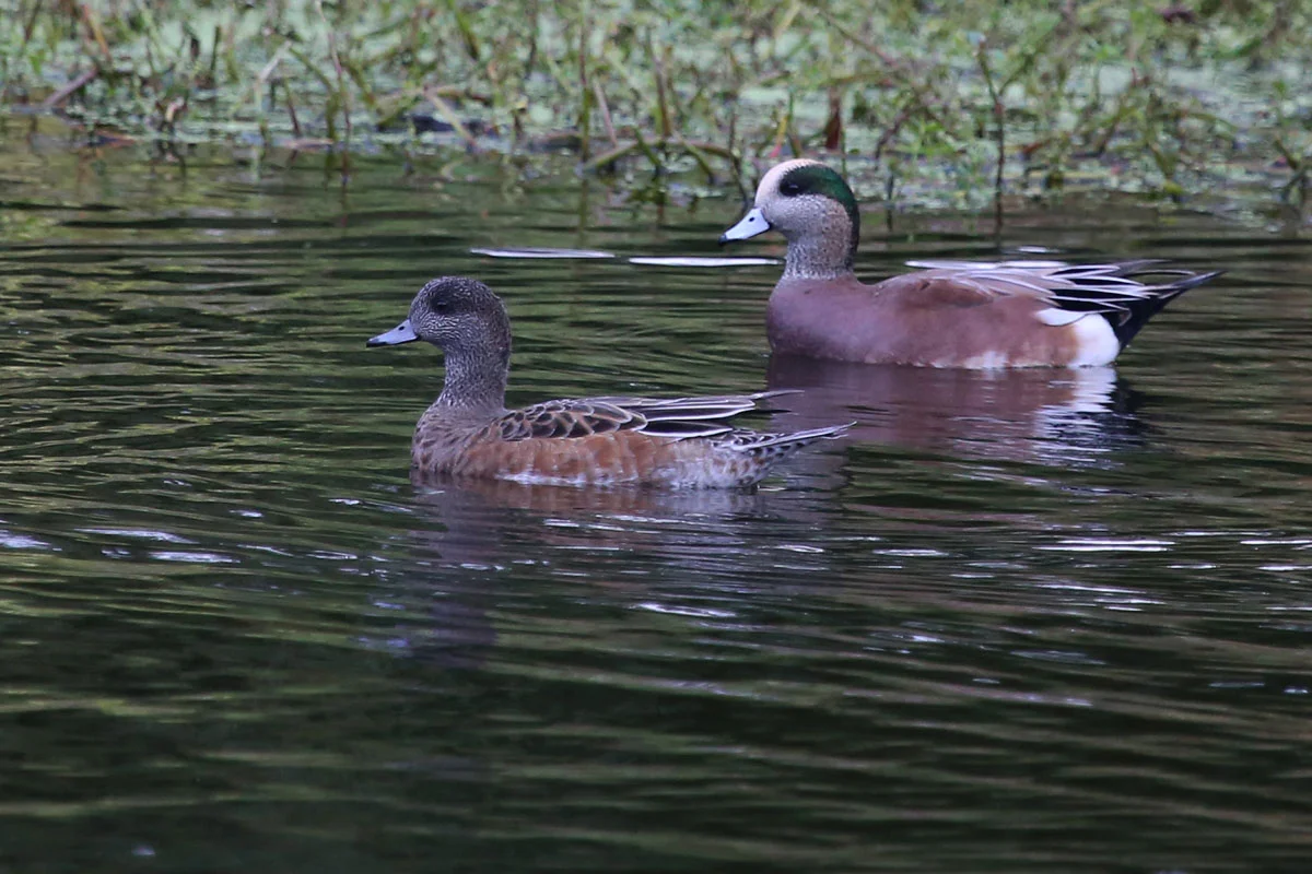 American Wigeons / 30 Oct / Kings Grant Lakes