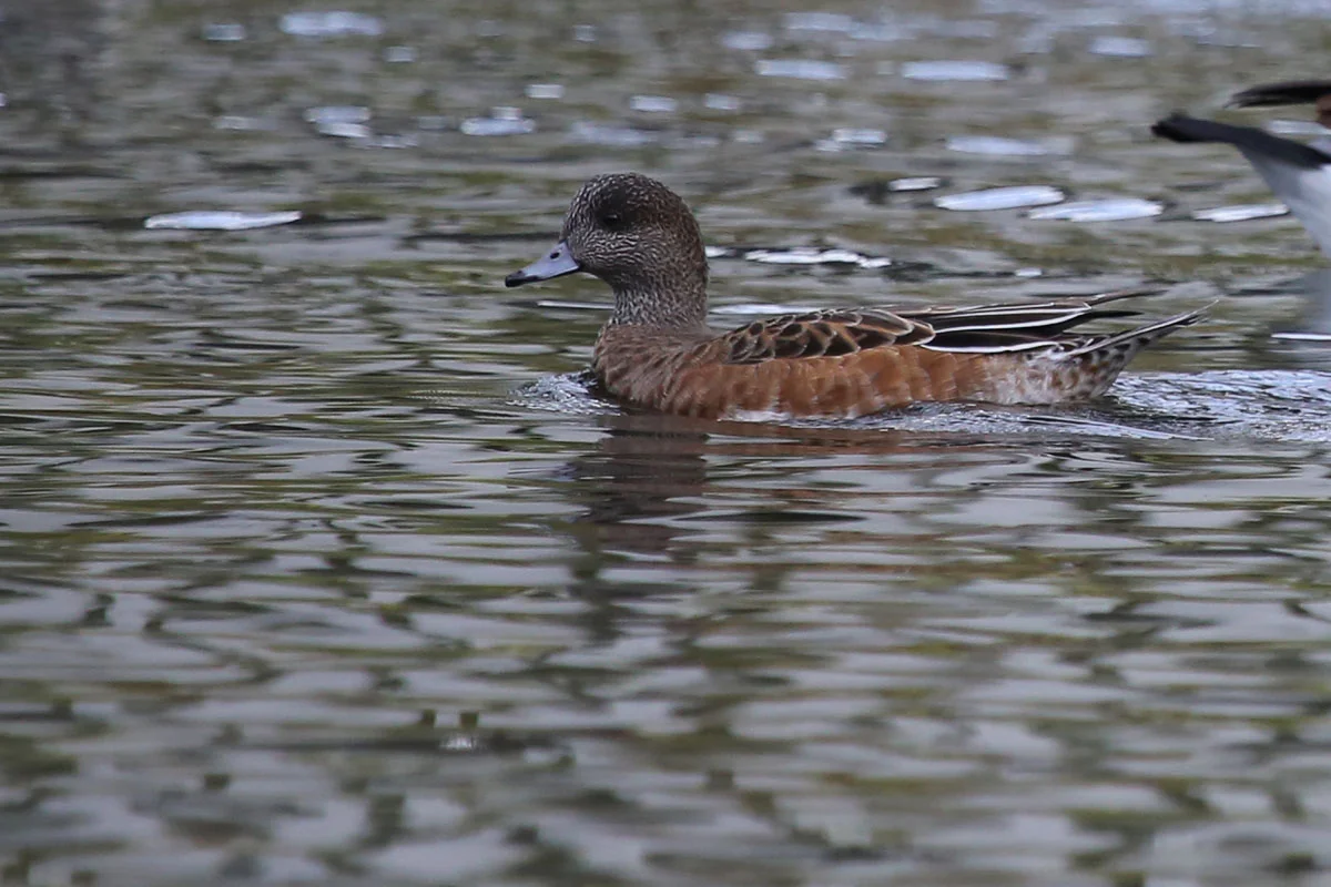American Wigeon / 30 Oct / Kings Grant Lakes