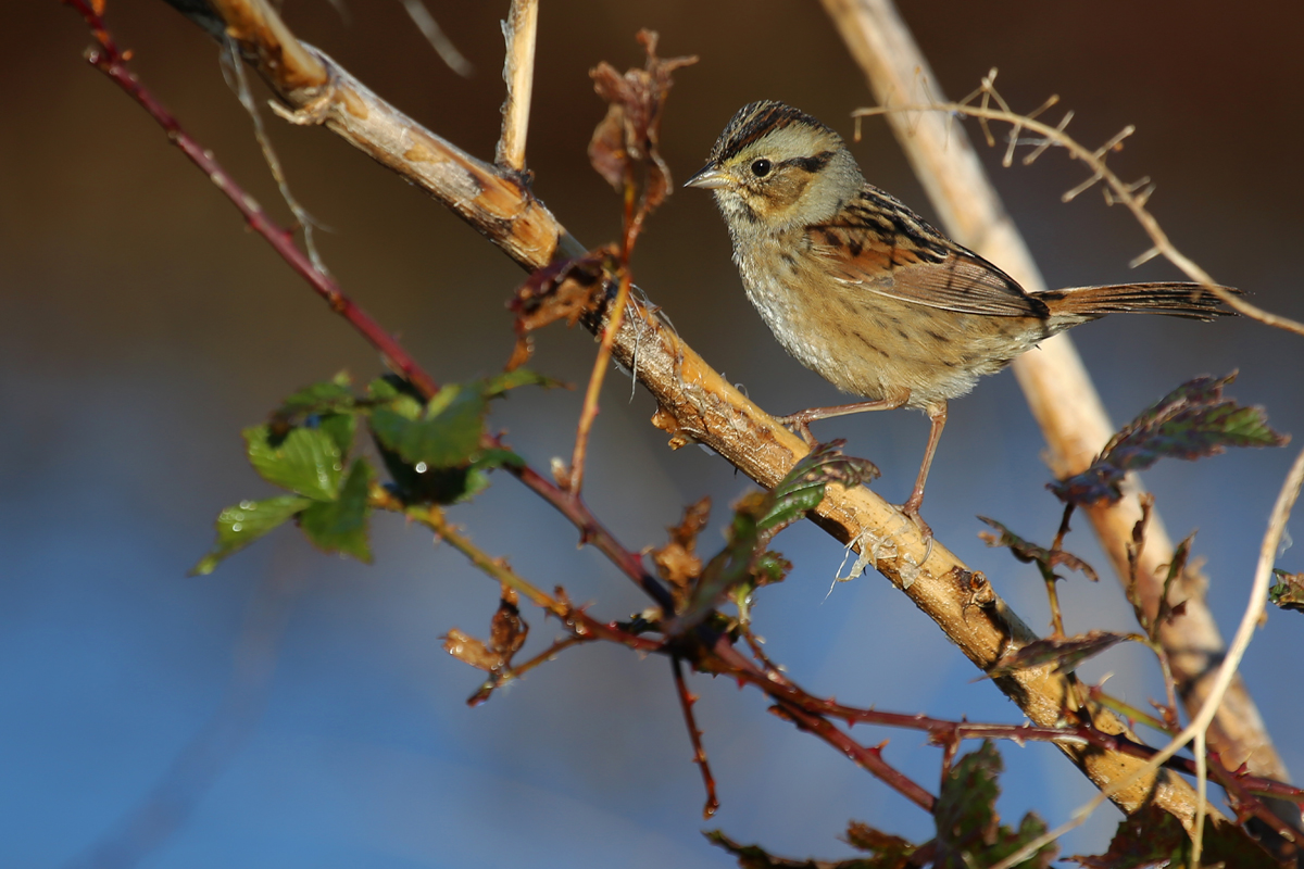 Swamp Sparrow / 13 Nov / Princess Anne WMA Whitehurst Tract