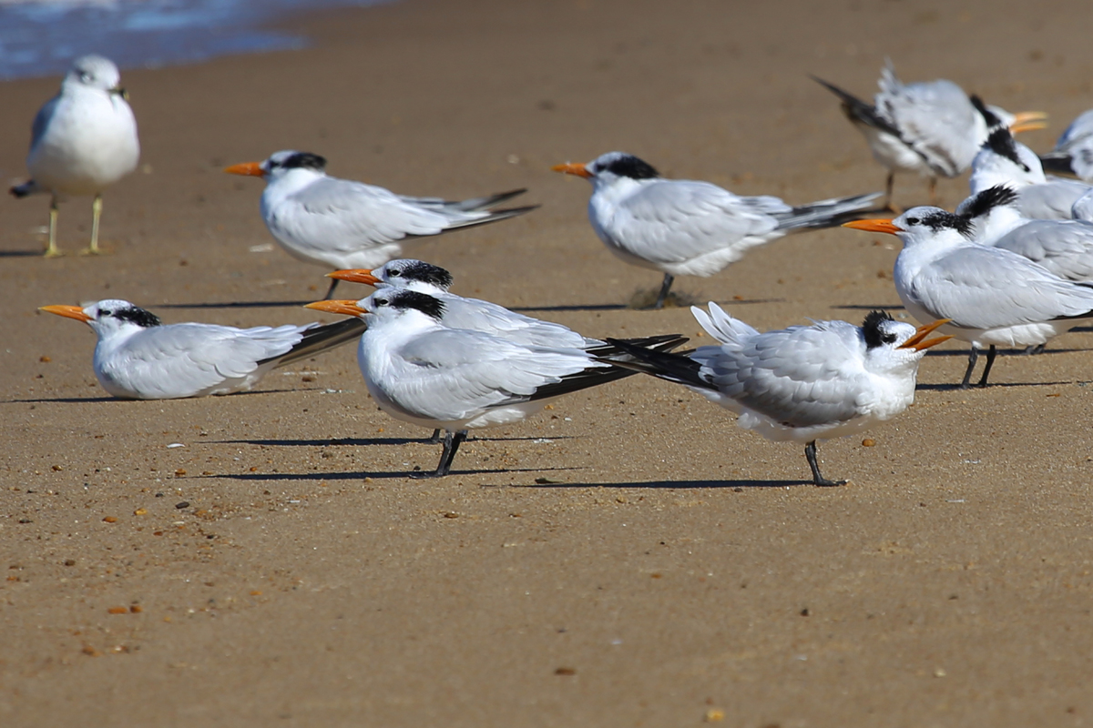 Royal Terns & Ring-billed Gull / 13 Nov / First Landing SP