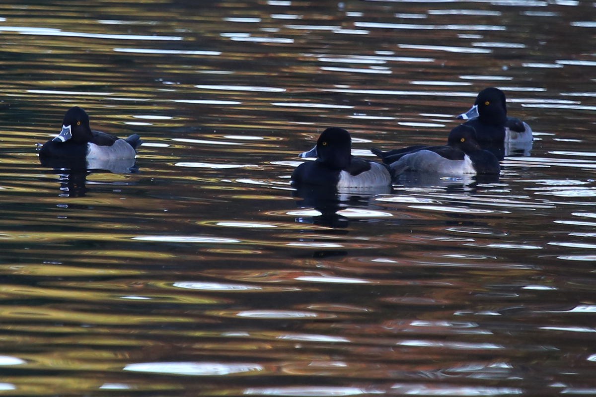Ring-necked Ducks / 18 Nov / Kings Grant Lakes