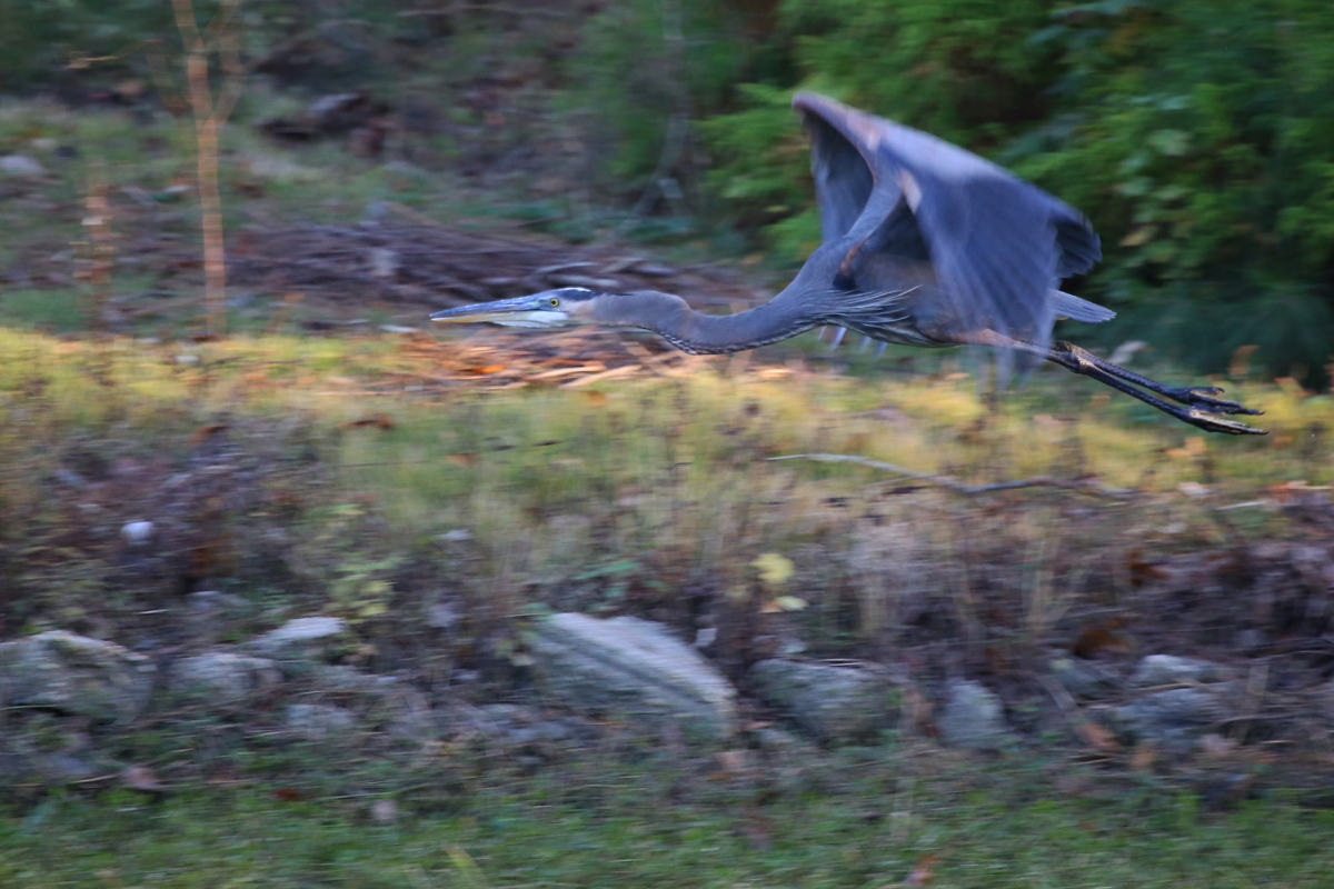Great Blue Heron / 18 Nov / Kings Grant Lakes