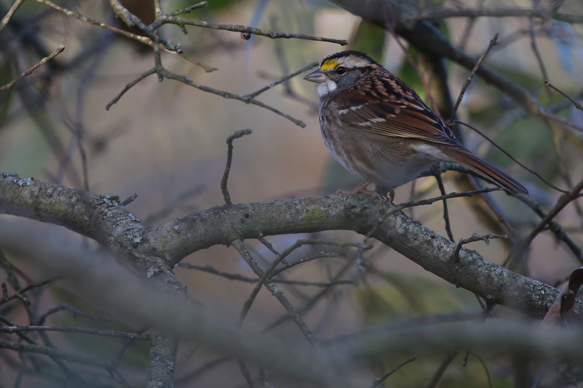 White-throated Sparrow / 20 Nov / First Landing SP