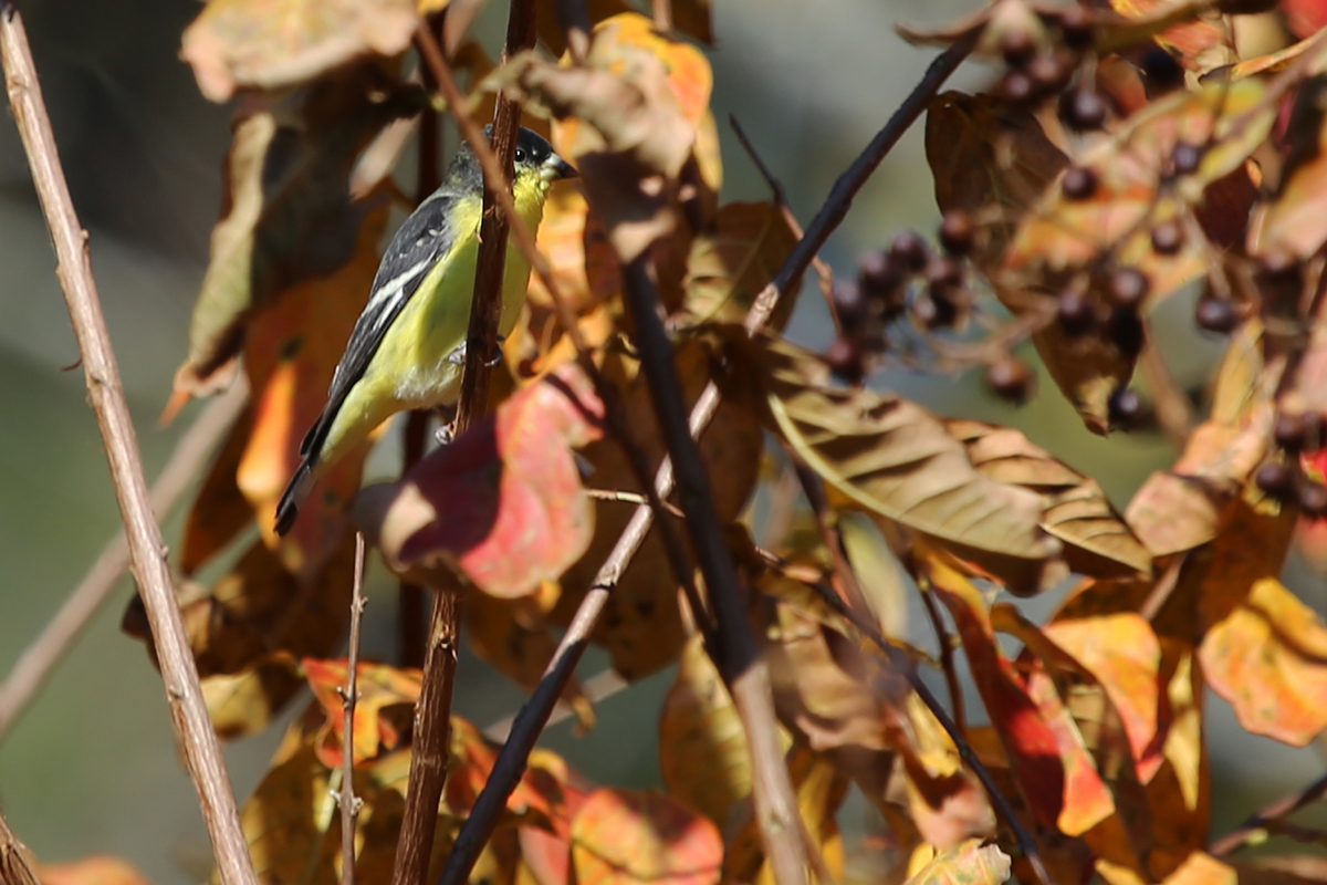 Lesser Goldfinch / 27 Nov / Lago Mar