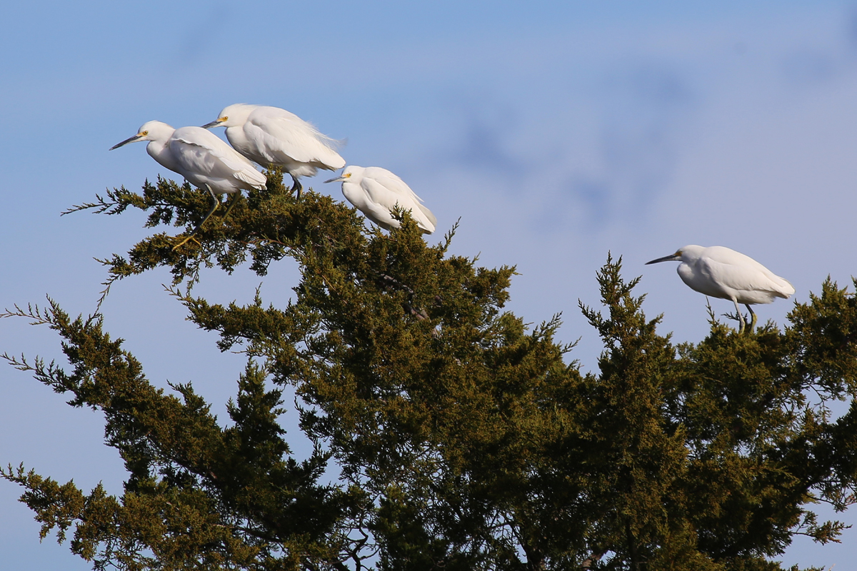 Snowy Egrets / 3 Dec / Pleasure House Point NA