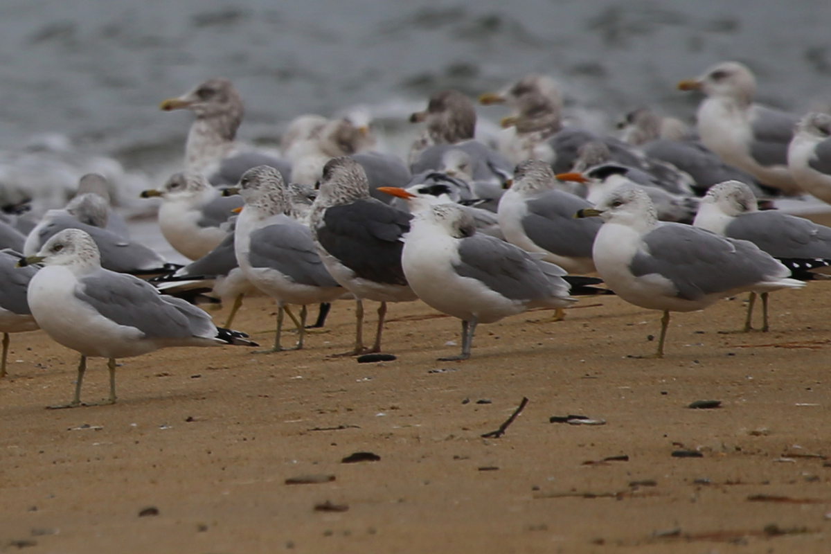 Royal Terns with Herring, Lesser Black-backed & Ring-billed Gulls / 4 Dec / First Landing SP