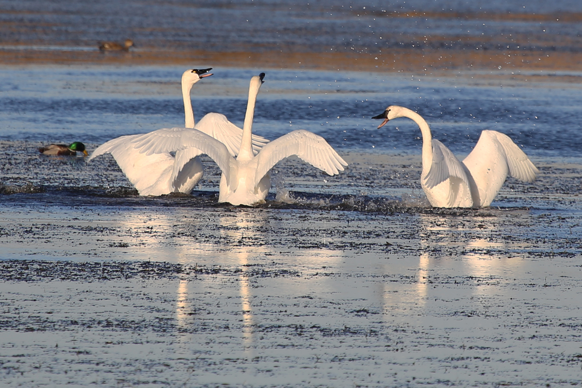Tundra Swans / 10 Dec / Back Bay NWR
