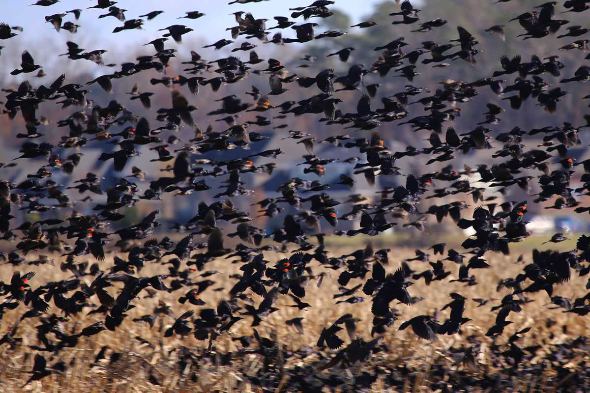 Red-winged Blackbirds with Common Grackles & Brown-headed Cowbirds / 7 Dec / Sherwood Lakes