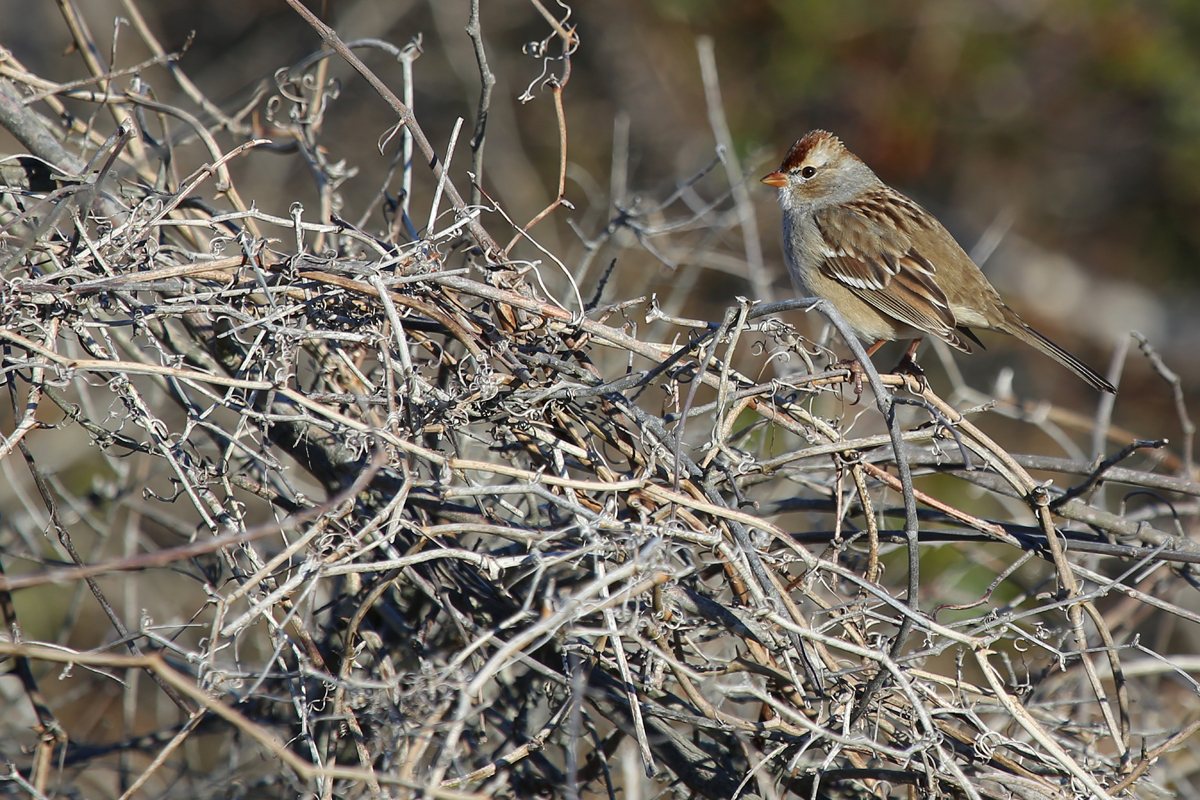 White-crowned Sparrow / 10 Dec / Back Bay NWR