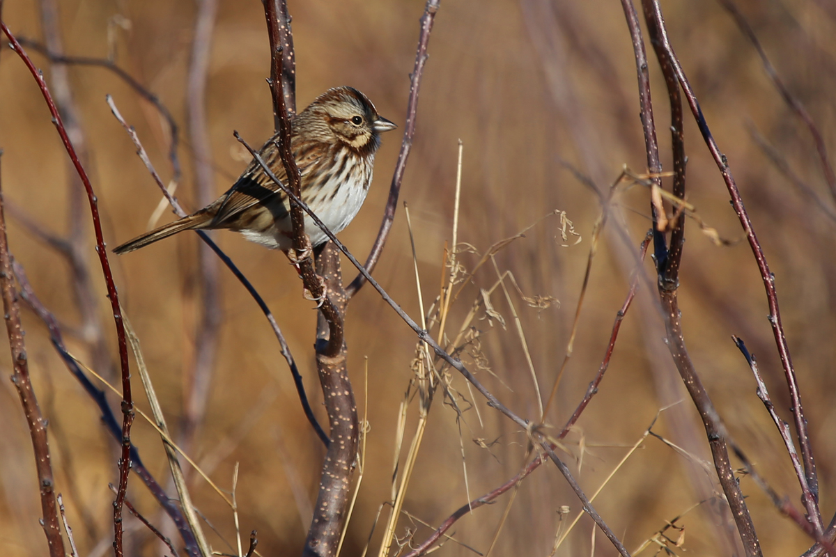 Song Sparrow / 10 Dec / Back Bay NWR