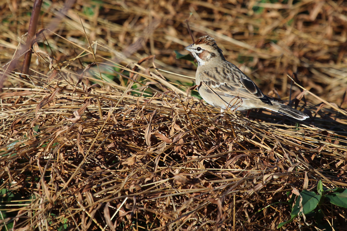 Lark Sparrow / 10 Dec / Back Bay NWR