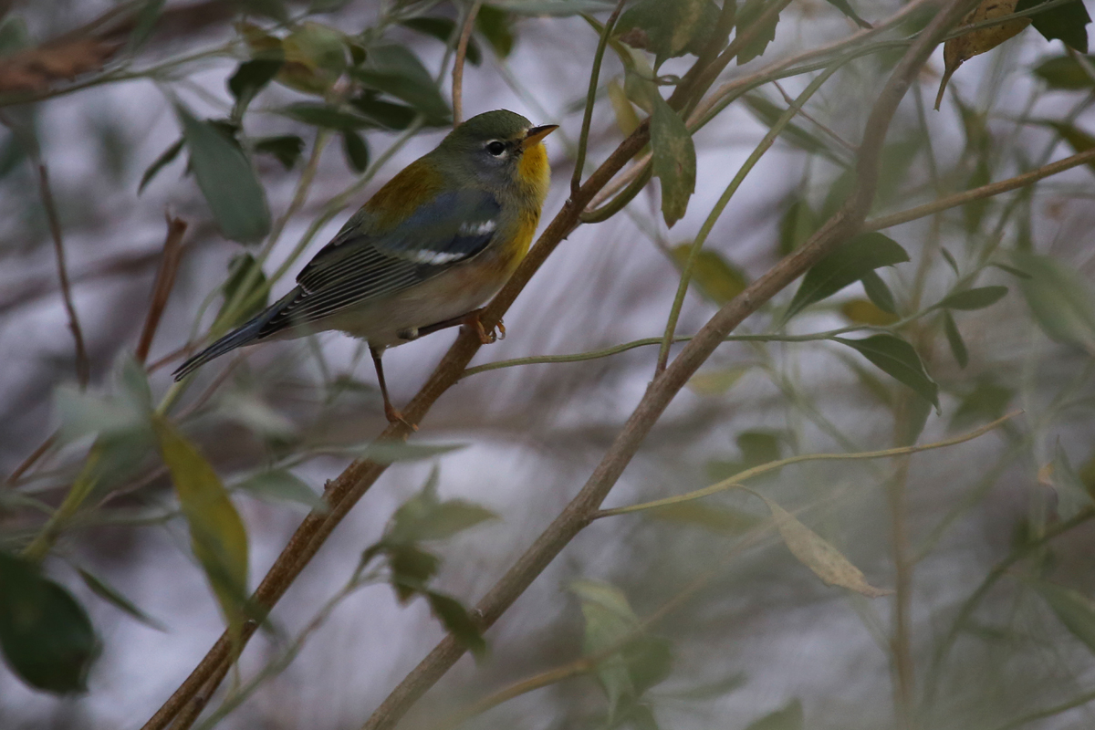 Northern Parula / 16 Dec / Haviland Dr.