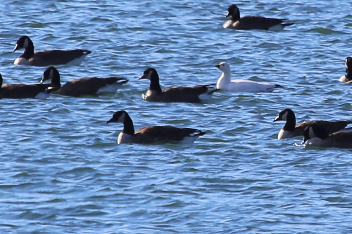 Ross's Goose & Canada Geese / 11 Dec / Sherwood Lakes