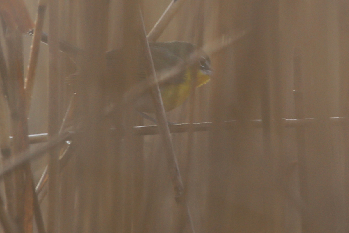Yellow-breasted Chat / 18 Dec / Back Bay NWR