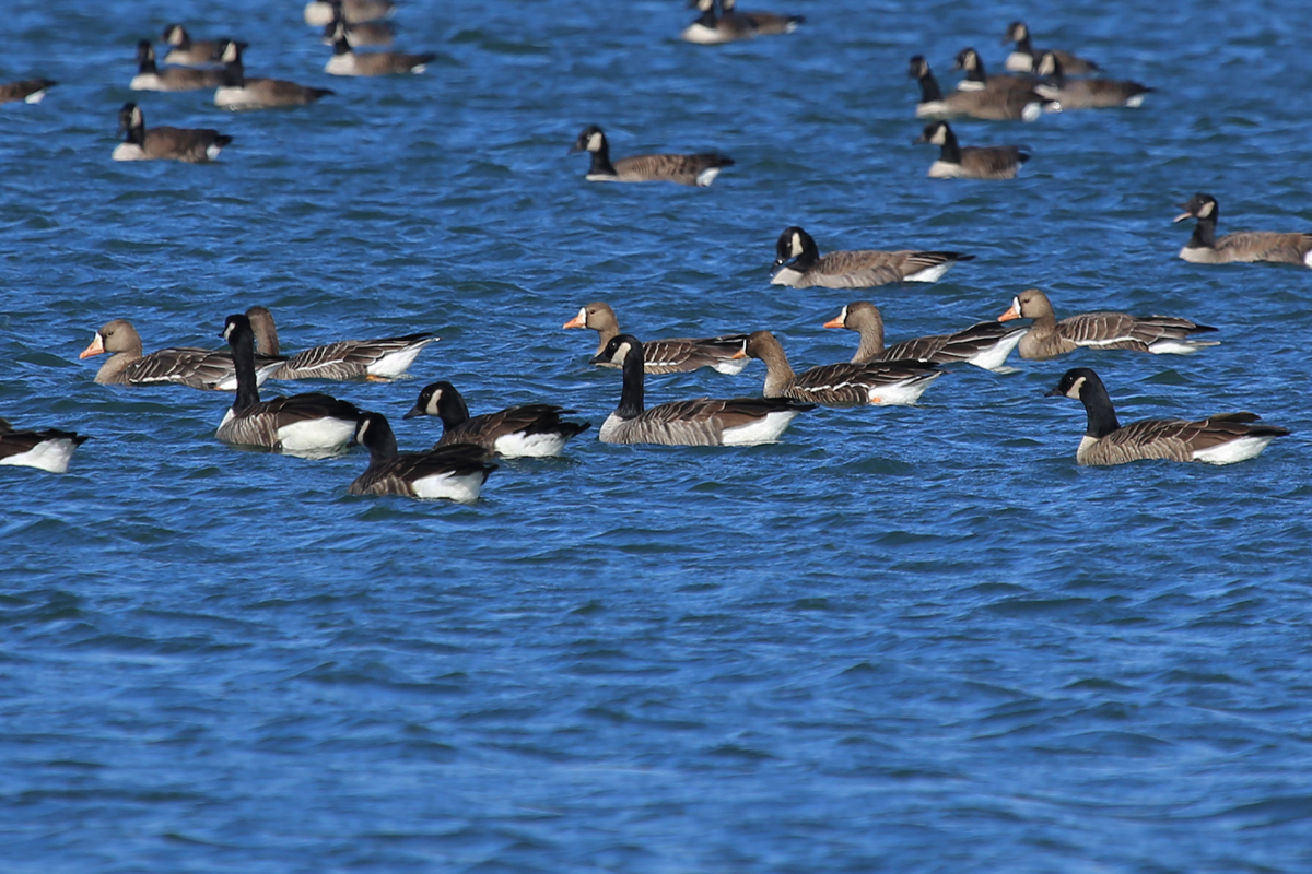 Greater White-fronted & Canada Geese / 18 Dec / Sherwood Lakes