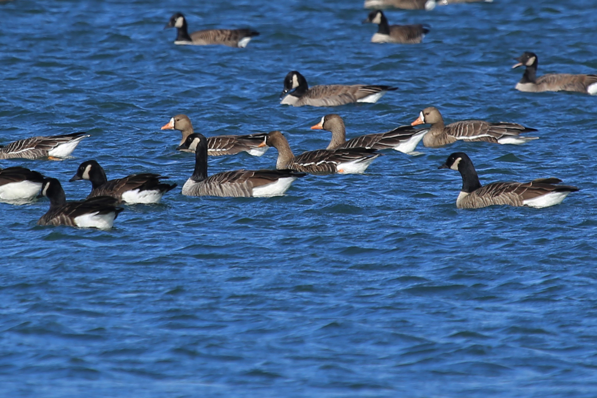 Greater White-fronted & Canada Geese / 18 Dec / Sherwood Lakes