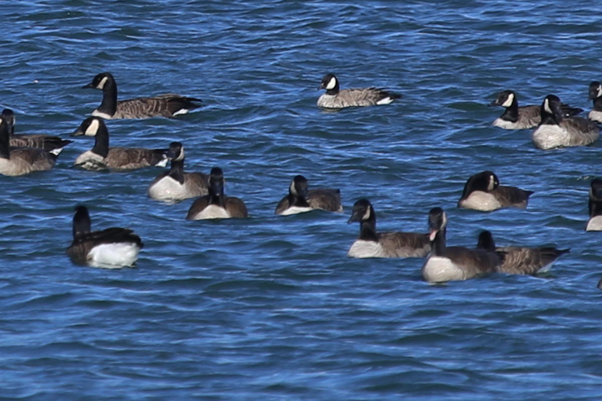 Cackling Goose & Canada Geese / 18 Dec / Sherwood Lakes