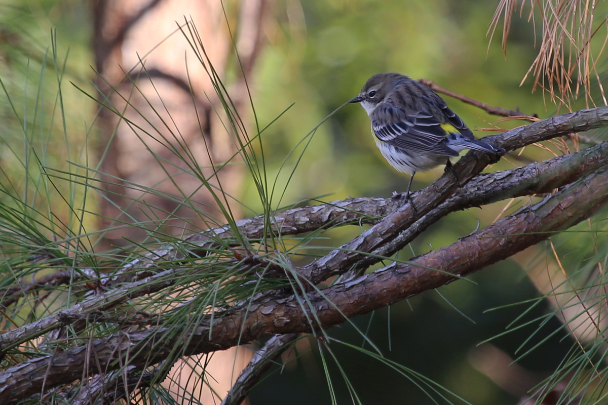 Yellow-rumped Warbler / 11 Dec / Princess Anne WMA Whitehurst Tract