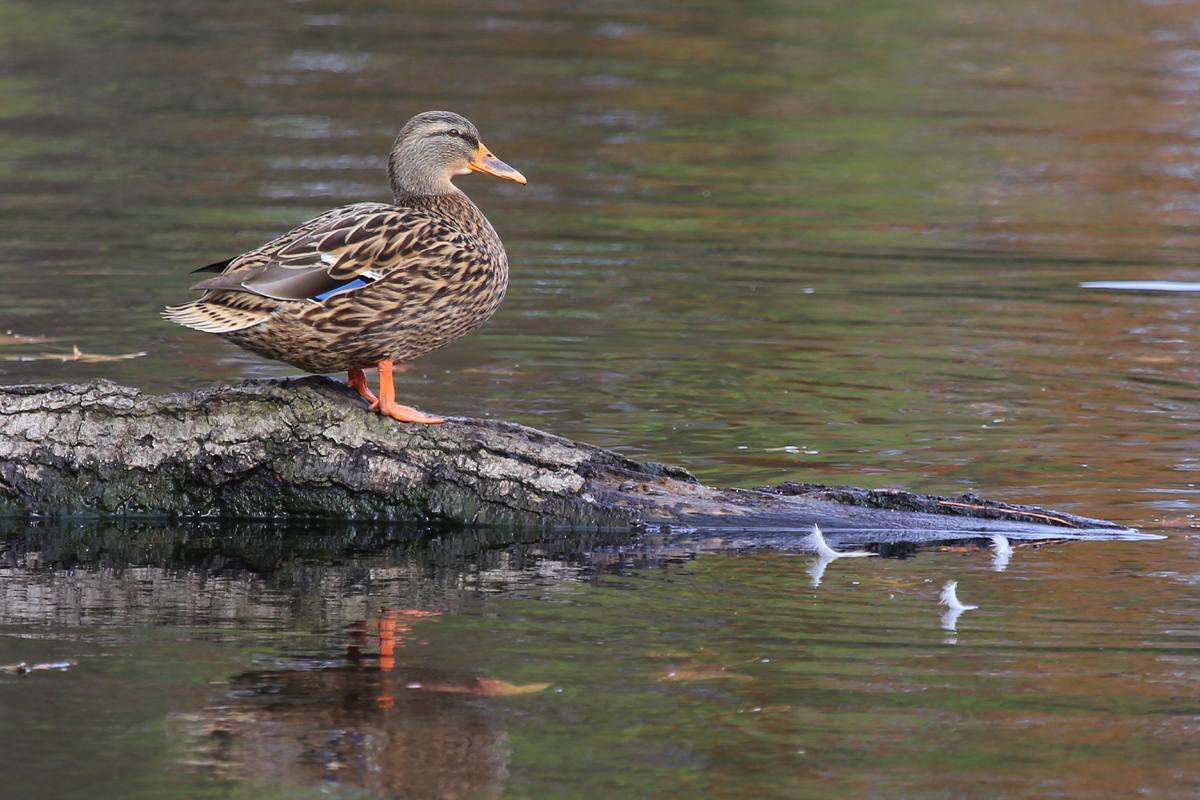 Mallard / 11 Dec / Kings Grant Lakes