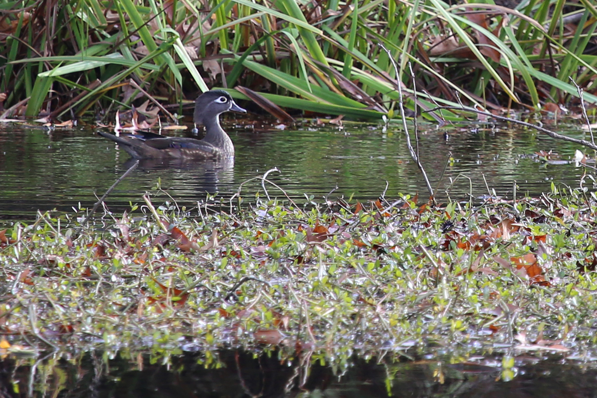 Wood Duck / 11 Dec / Kings Grant Lakes