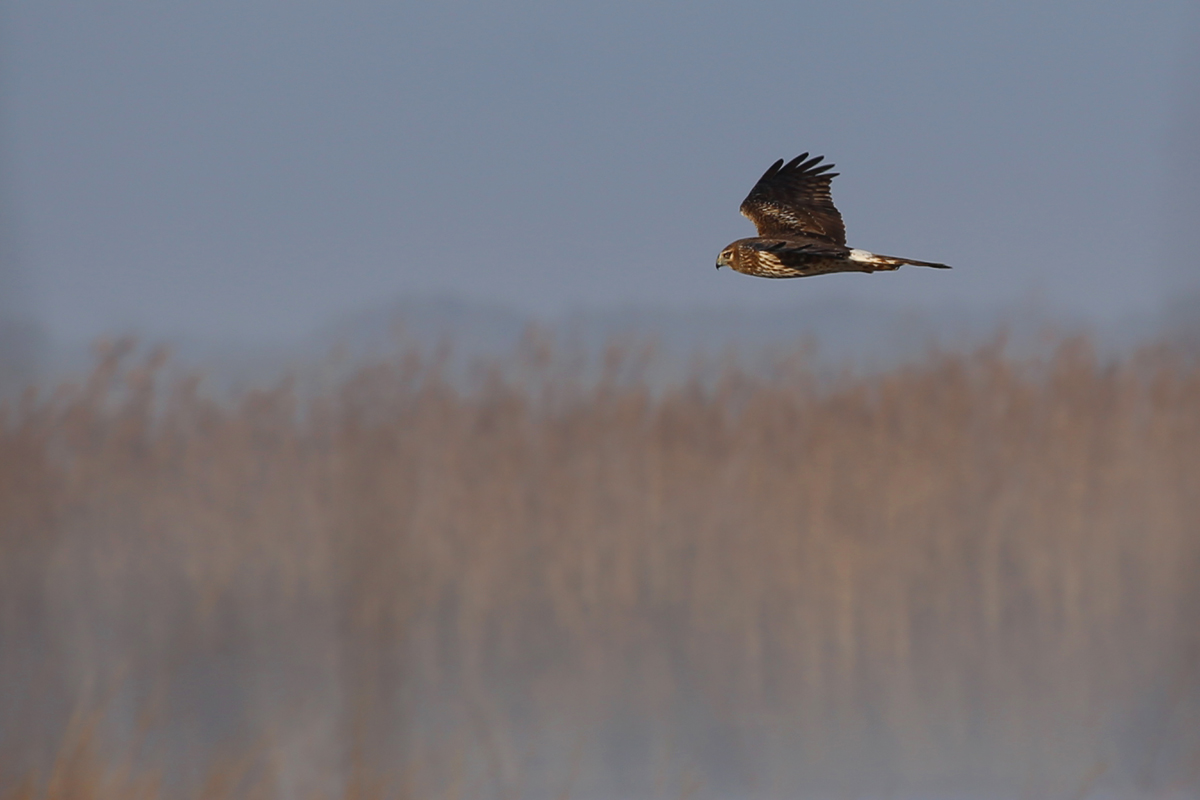 Northern Harrier / 18 Dec / Back Bay NWR