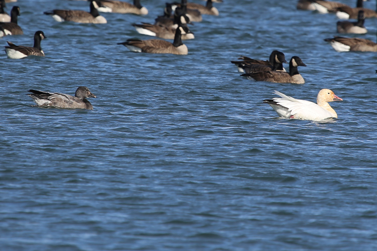 Snow & Canada Geese / 18 Dec / Sherwood Lakes