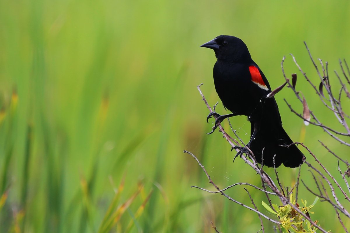 Red-winged Blackbird / 3 Jul / Back Bay NWR