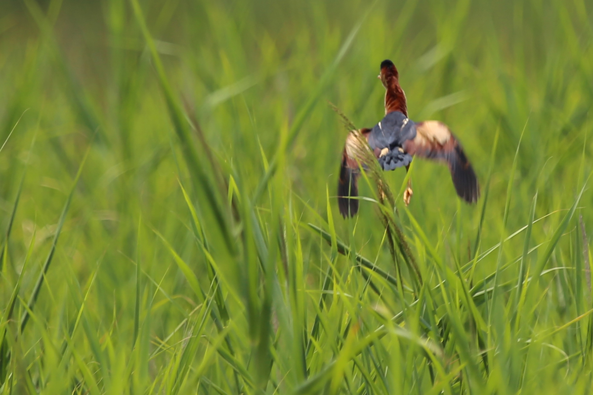 Least Bittern / 3 Jul / Back Bay NWR