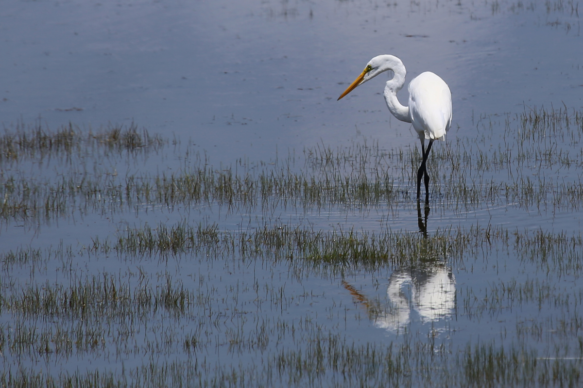 Great Egret / 5 Jul / Back Bay NWR