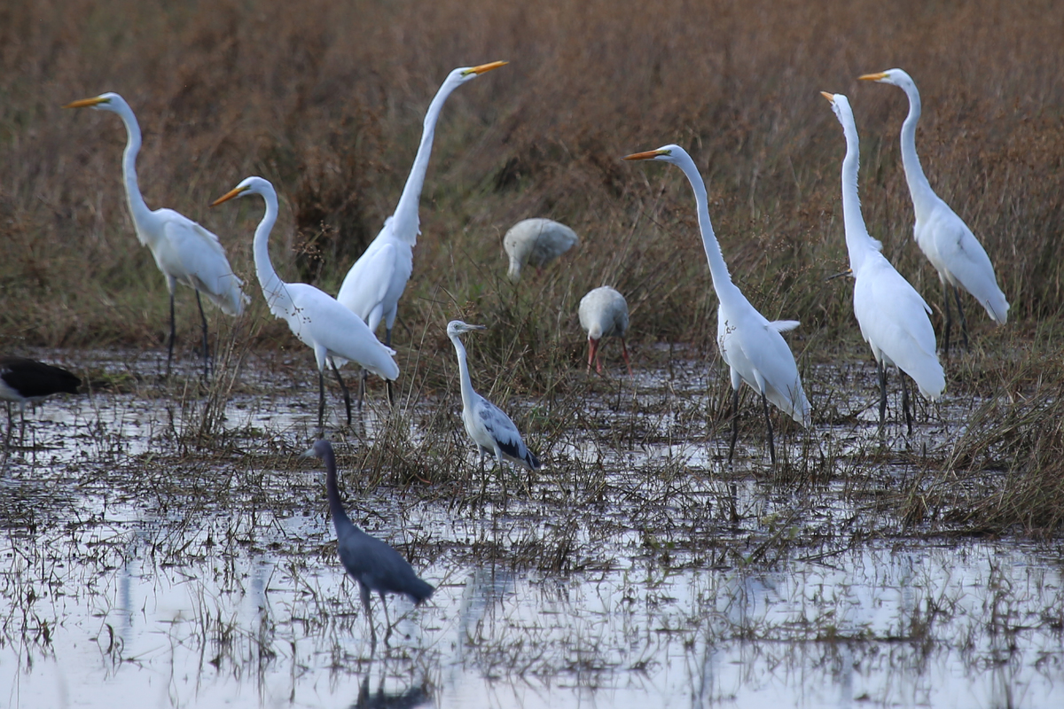 Great Egrets, Little Blue Herons & White Ibis / 14 Jul / Princess Anne WMA Whitehurst Tract