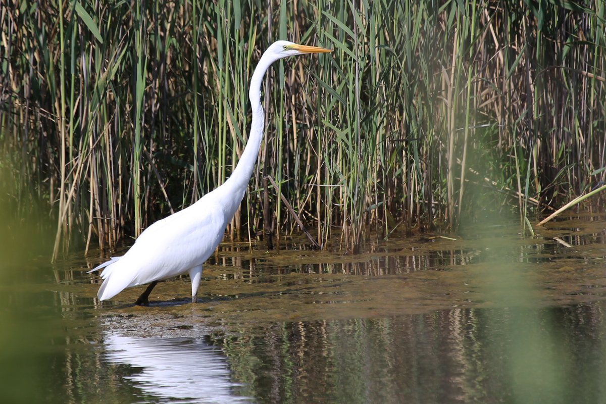 Great Egret / 14 Jul / Princess Anne WMA Whitehurst Tract