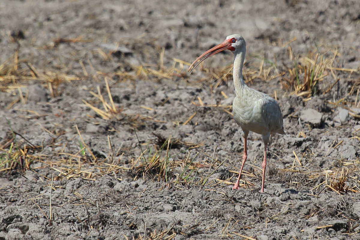 White Ibis / 14 Jul / Princess Anne WMA Whitehurst Tract