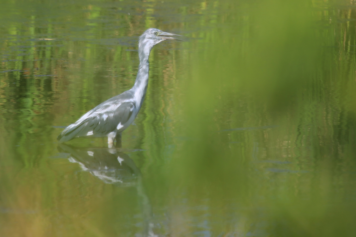 Little Blue Heron / 14 Jul / Princess Anne WMA Whitehurst Tract