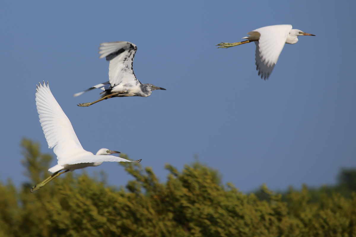 Little Blue Herons / 14 Jul / Princess Anne WMA Whitehurst Tract