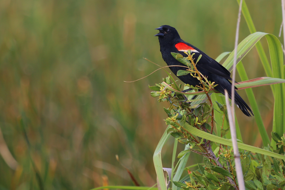 Red-winged Blackbird / 15 Jul / Back Bay NWR