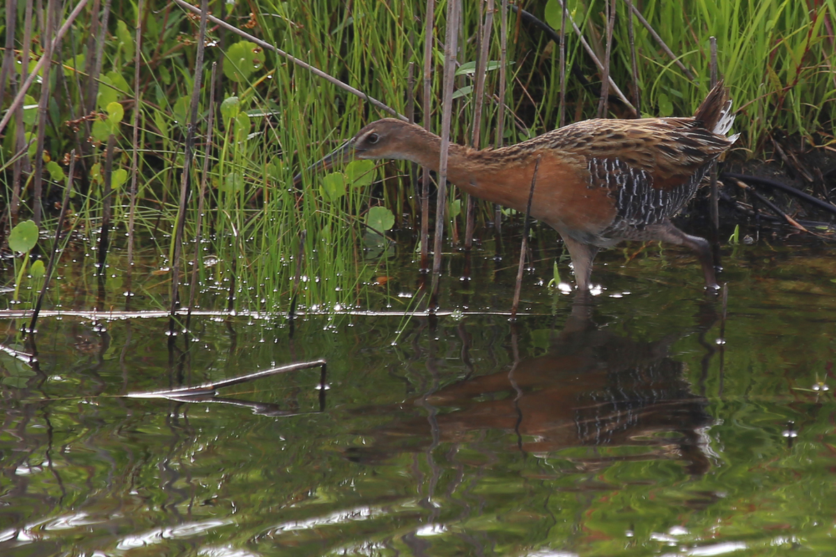 King Rail / 15 Jul / Back Bay NWR