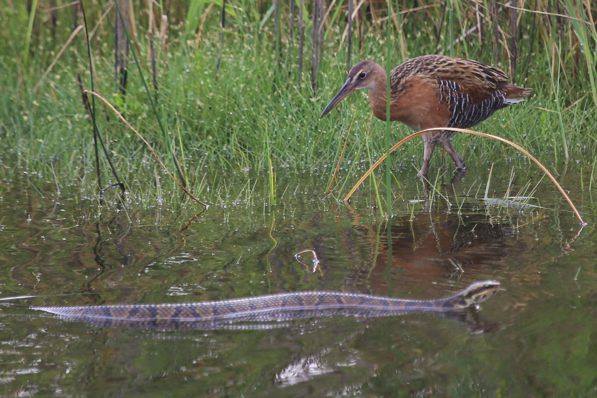 King Rail & Eastern Cottonmouth / 15 Jul / Back Bay NWR