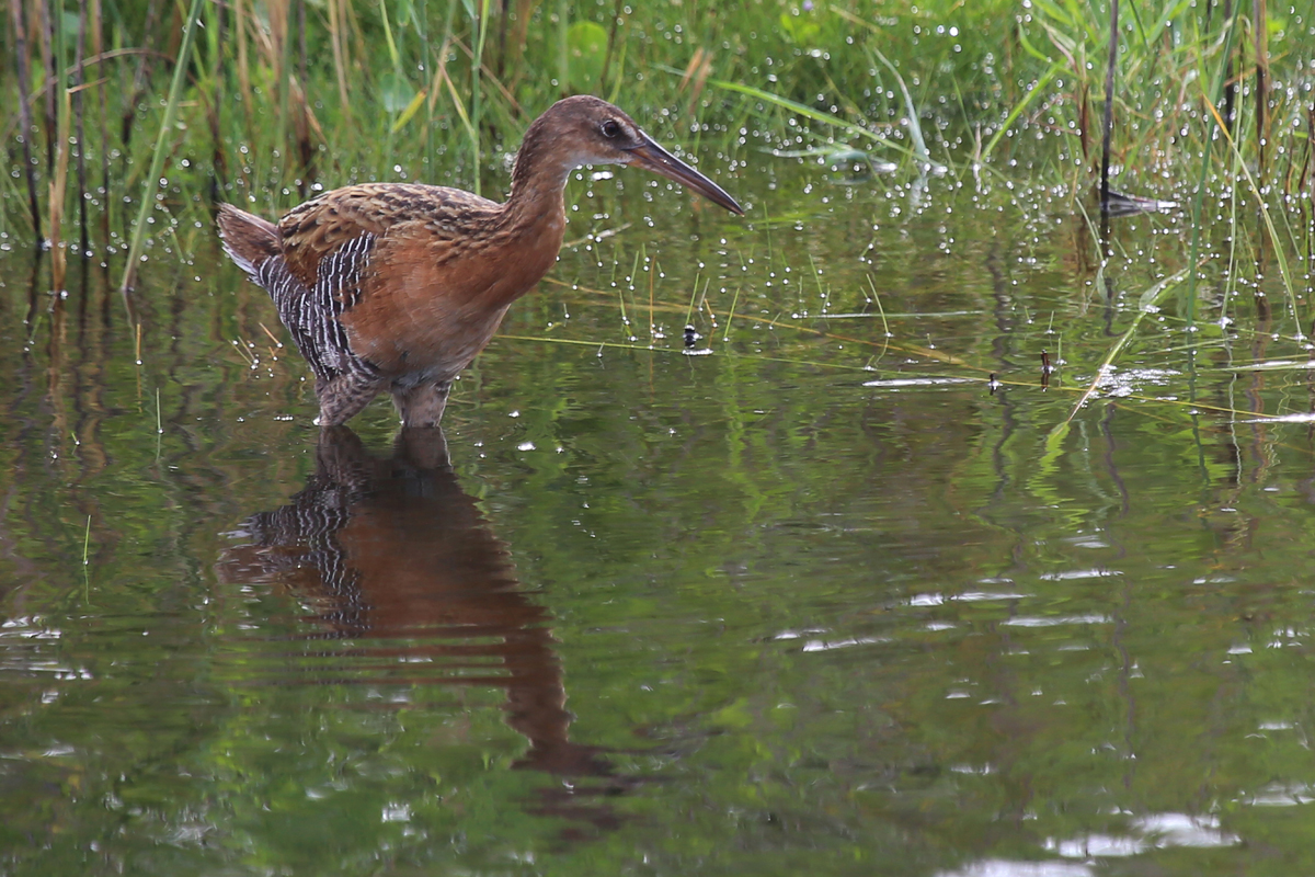 King Rail / 15 Jul / Back Bay NWR