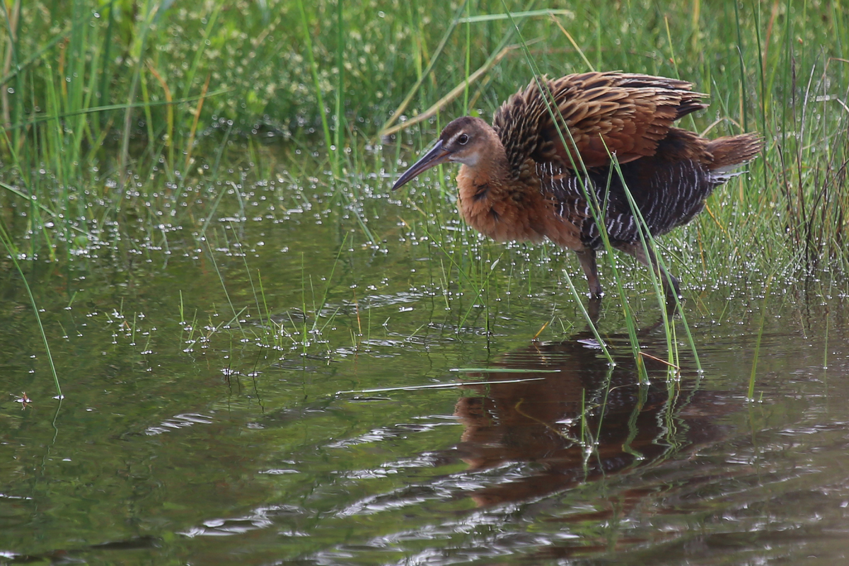 King Rail / 15 Jul / Back Bay NWR