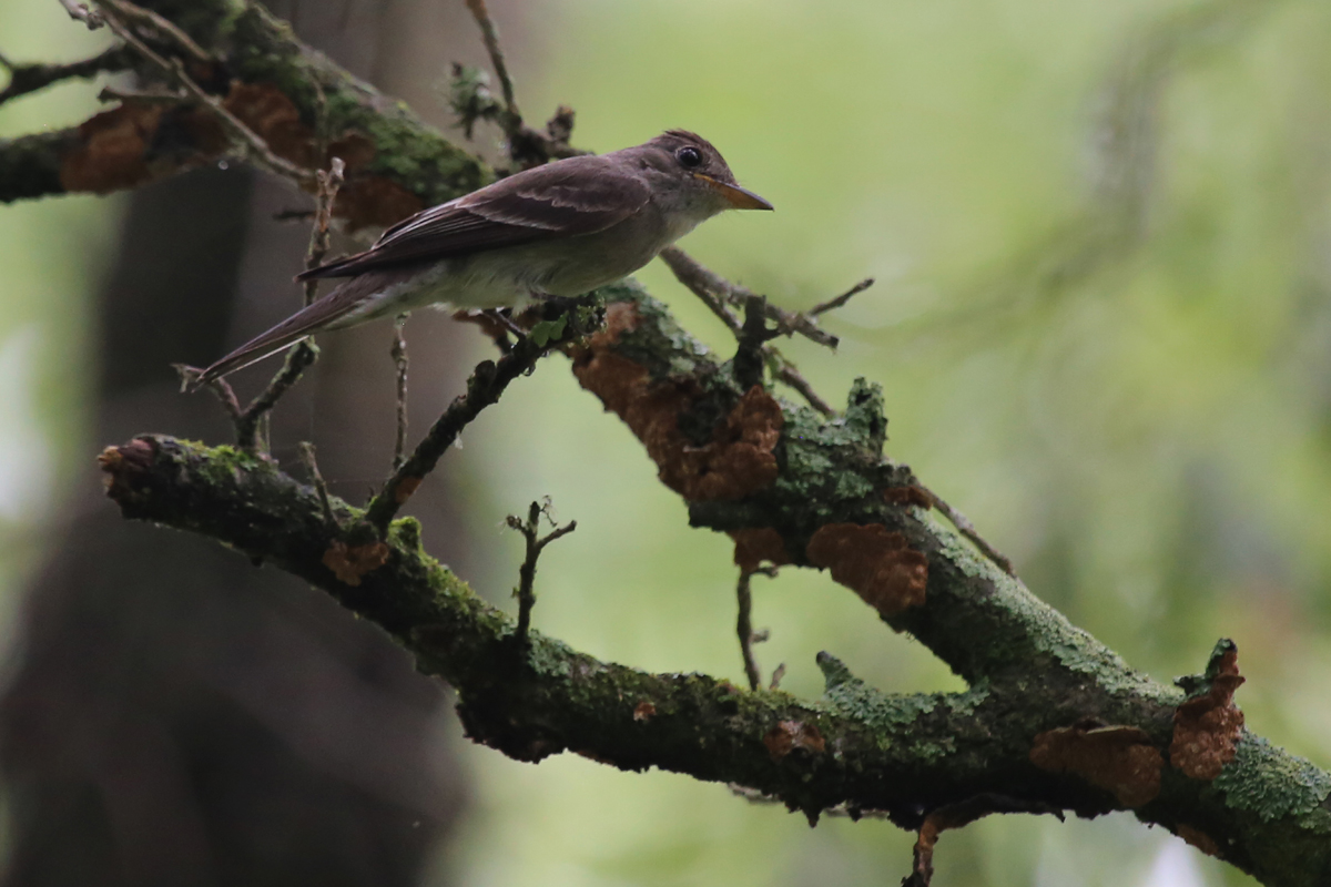 Eastern Wood-Pewee / 15 Jul / Back Bay NWR