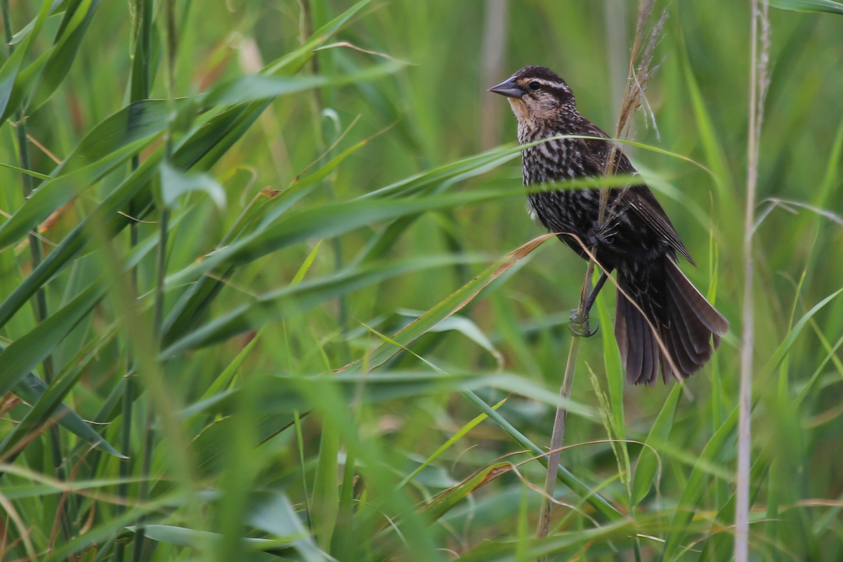 Red-winged Blackbird / 15 Jul / Back Bay NWR