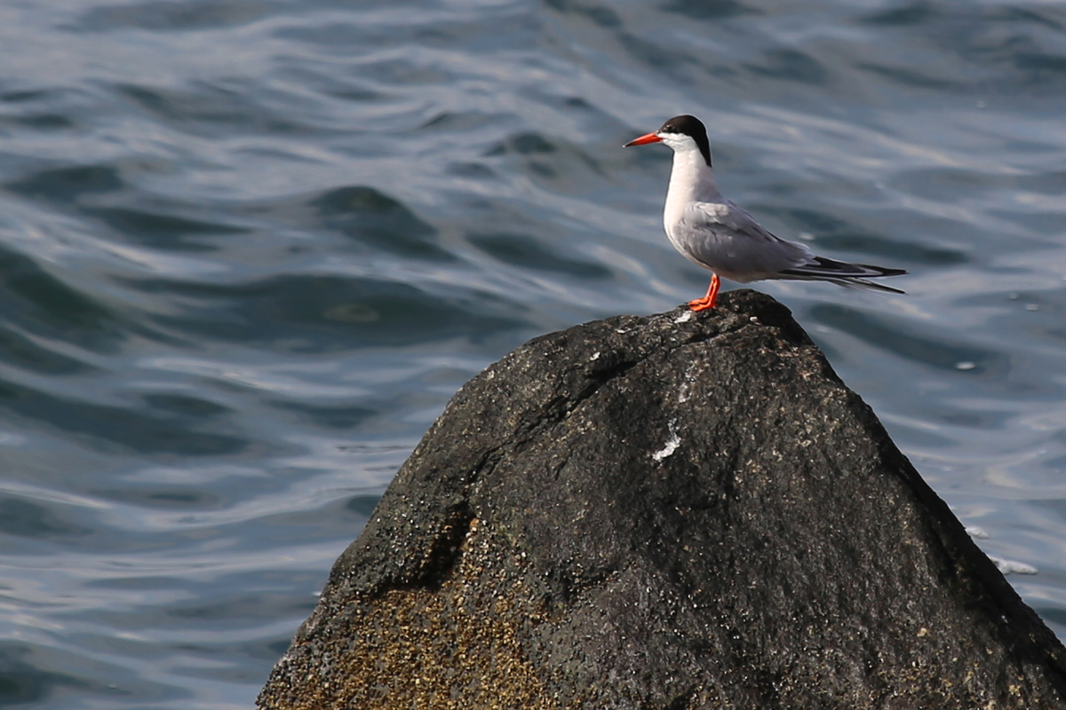 Common Tern / 16 Jul / South Thimble Island