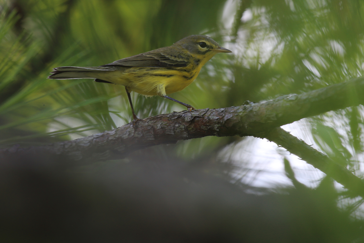 Prairie Warbler / 22 Jul / Back Bay NWR