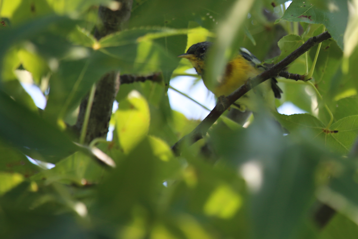 Northern Parula / 22 Jul / Back Bay NWR