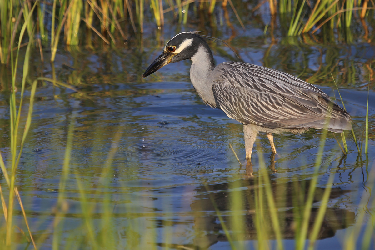 Yellow-crowned Night-Heron / 23 Jul / Pleasure House Point NA